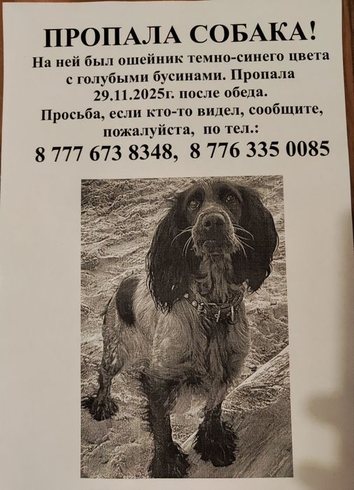 ПРОПАЛА СОБАКА просьба кто видел её пожалуйста сообщите