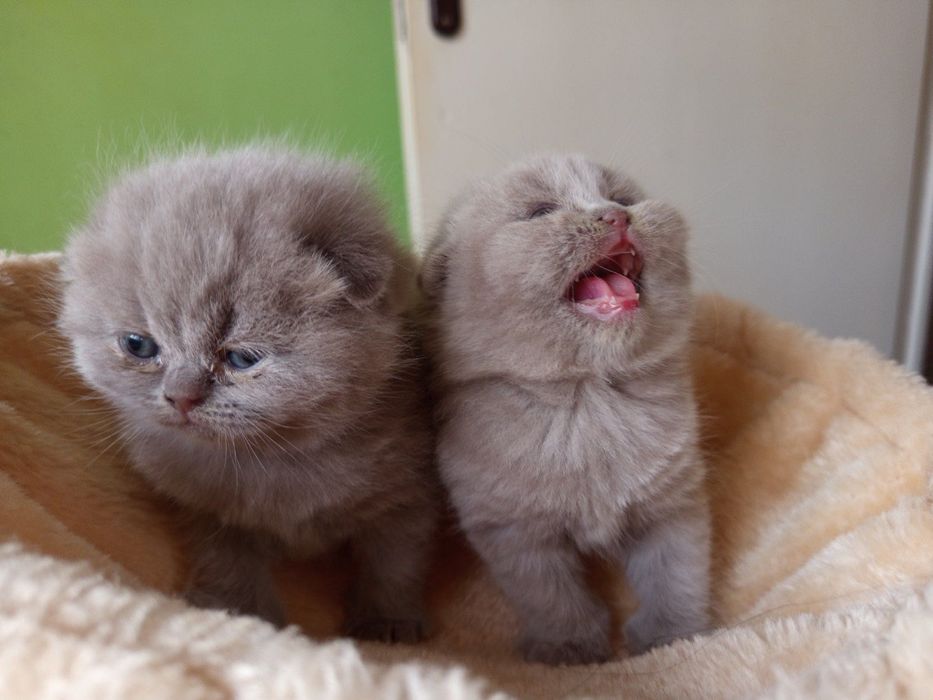 Британски котенца