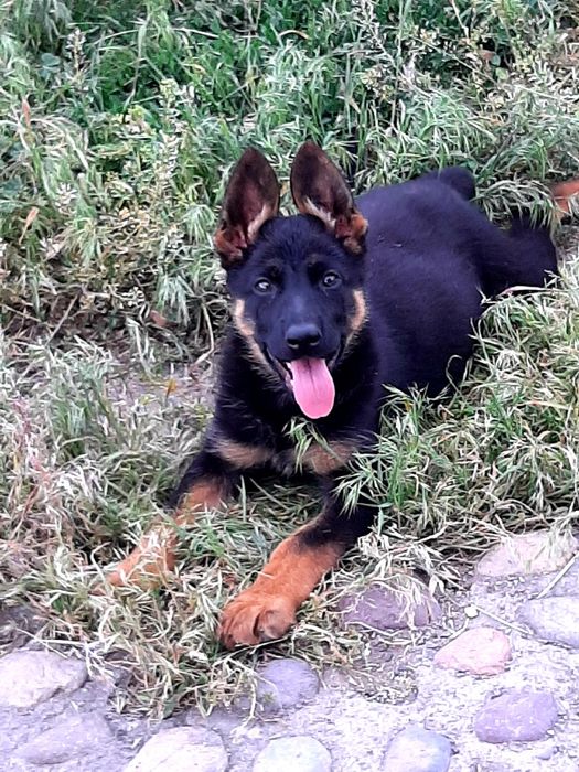 Питомник  немецких  овчарок.