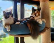 Pisici MaineCoon cu pedigree