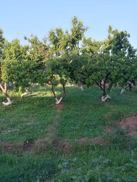 Zo‘r imkoniyat! tayyor 2 xonali uy va keng yer maydoni sotuvda.