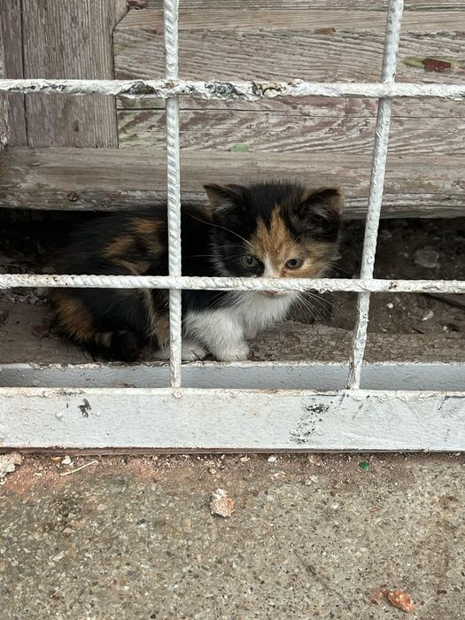 Donez pisicuta jucausa