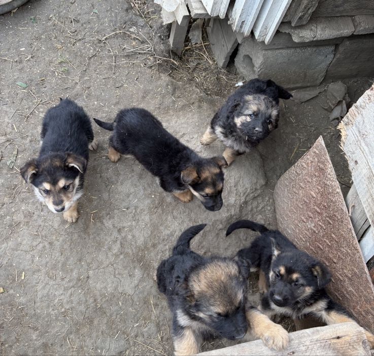 Catei Ciobanesc German Metis