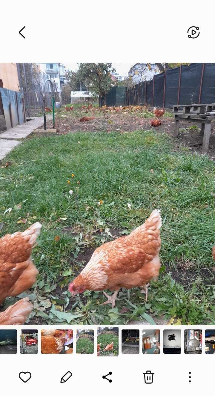 Vand oua proaspete de la gaini crescute la curte 1,5 lei/buc
