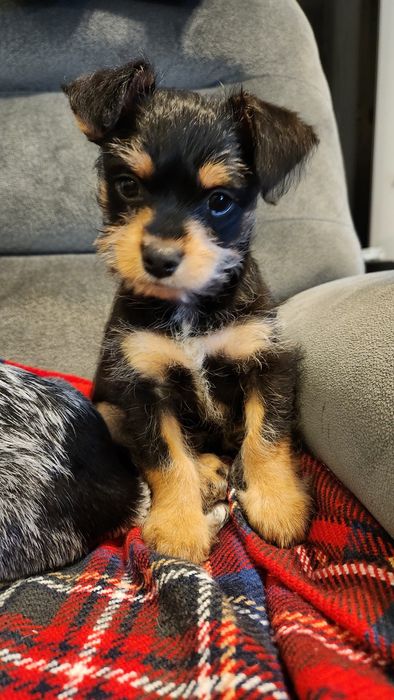 Pui metis pinscher pitic