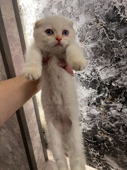 Продаются Шотландские вислоухи