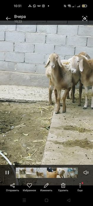 Арашан. Порода Байсары