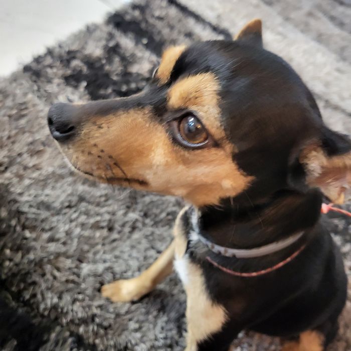 Пинчери сърнист бял