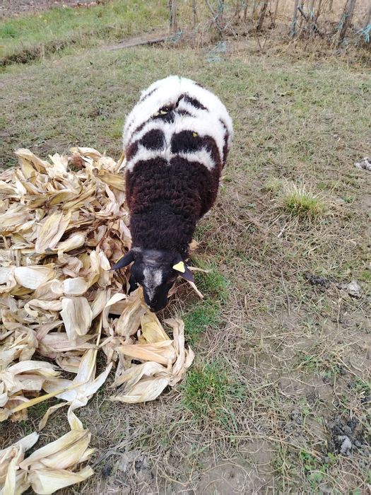 Berbec patat olandez de doi ani