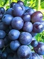 Vita de vie altoita nobila soiri de masa negre