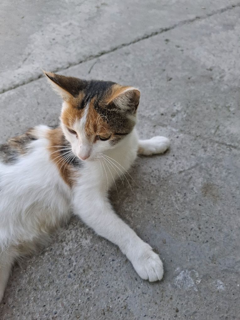 Mushuklar. Кошки