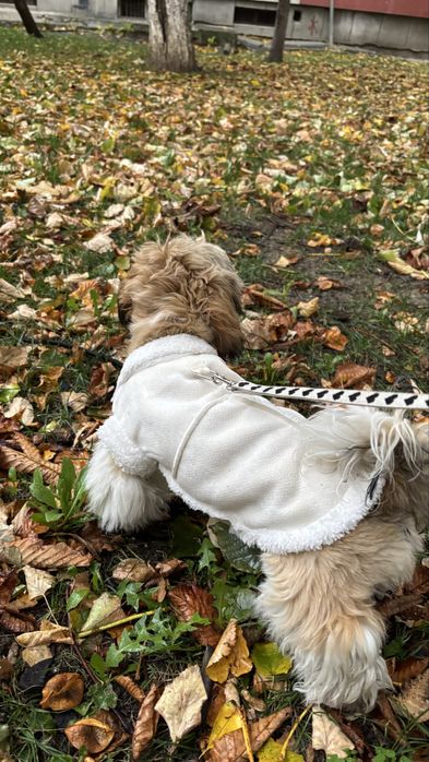 Hainute de Calitate pentru câini mici