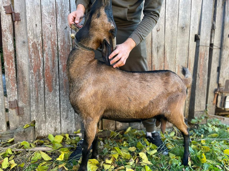 Vând Capra Metis Alpina