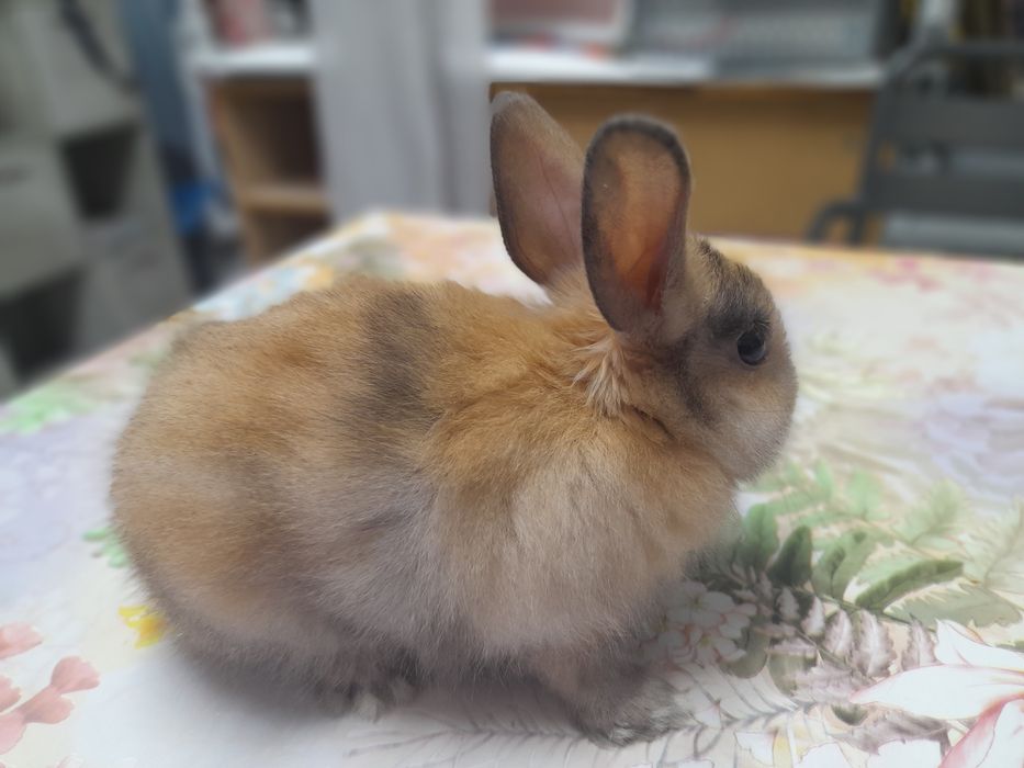 Декоративни зайчета