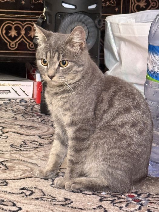 Mushuk sotiladi 6-7 oylik