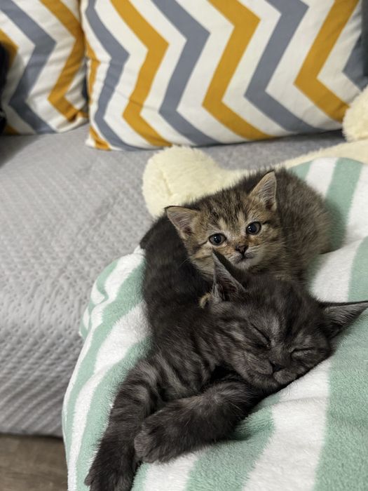 Котята в любящие руки