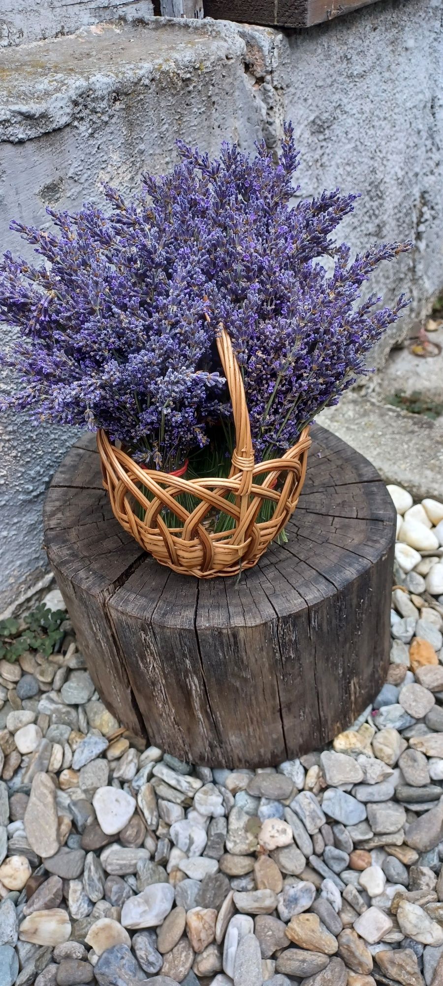 Buchete aranjamente cu lavandă