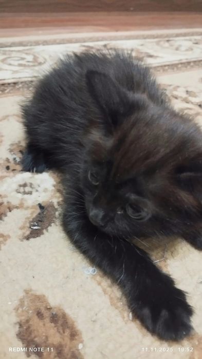 Отдам котят мальчик,девочка