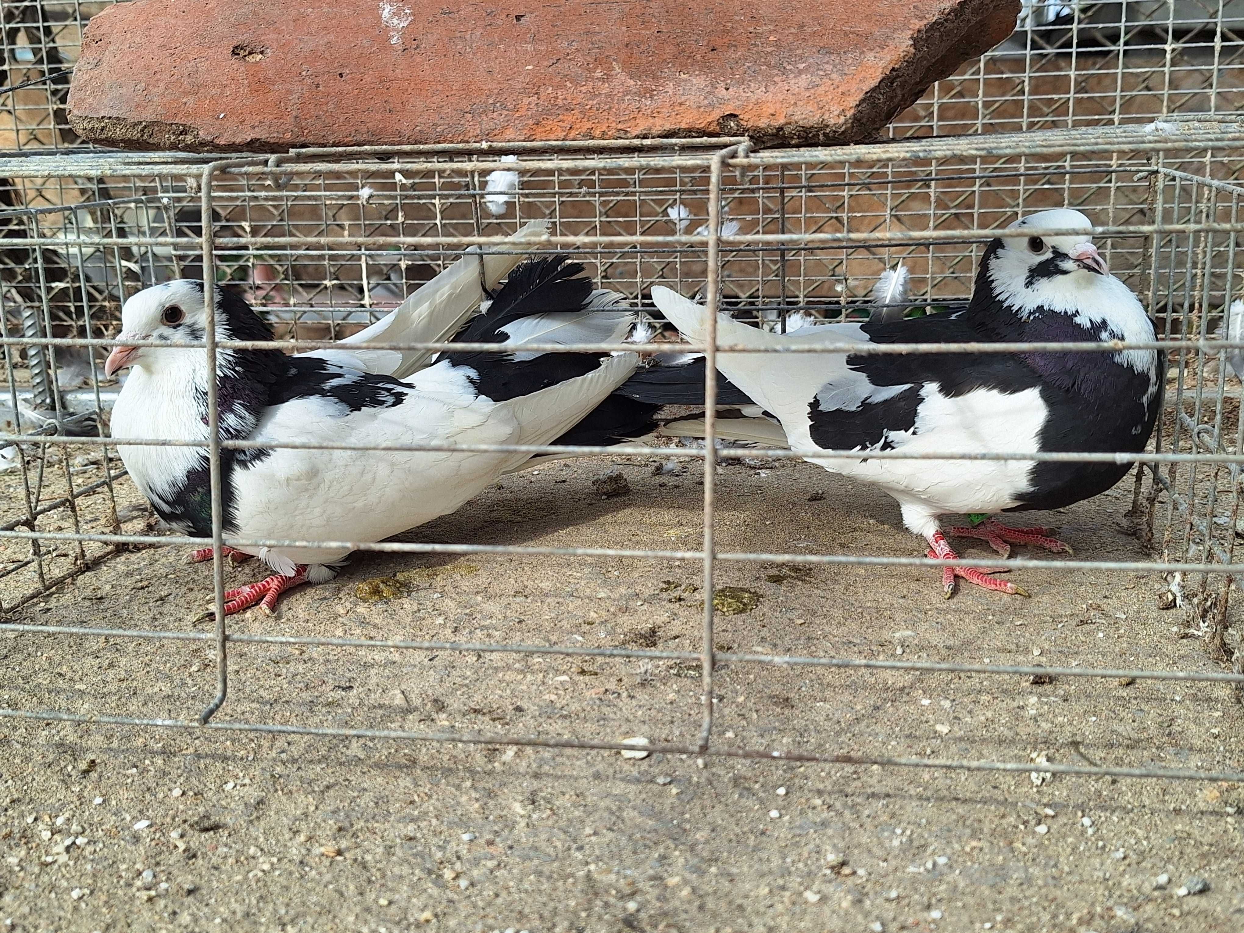 Продават се гълъби