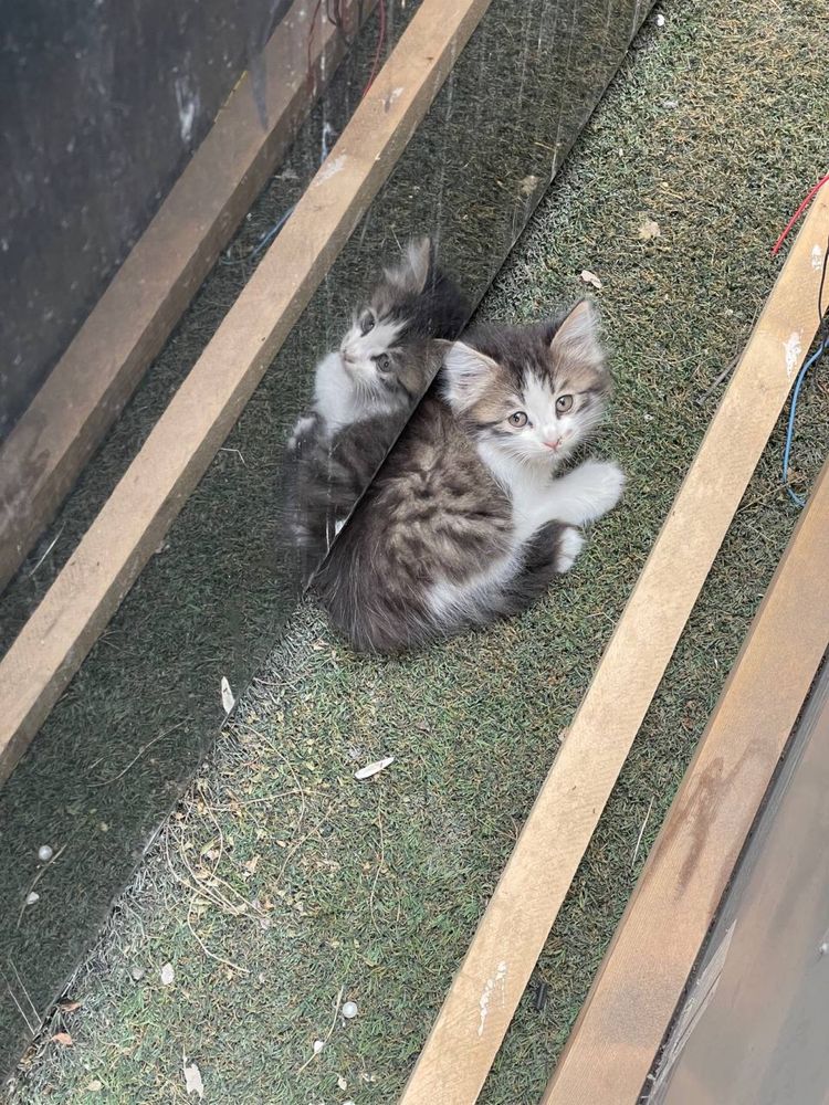 Котёнок нуждается в помощи
