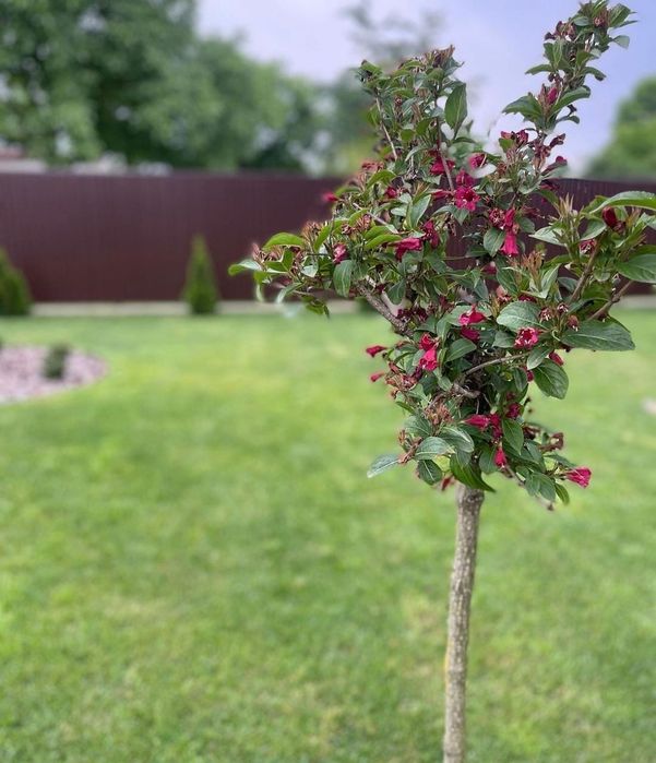 Садовник разумные цены