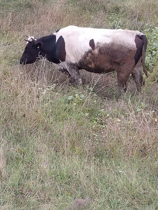 Vacă de vanzare tânără