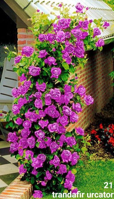 Butasi trandafiri urcatori/tufe