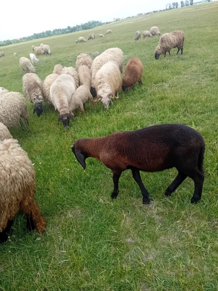Vand miei tigai si carabasi
