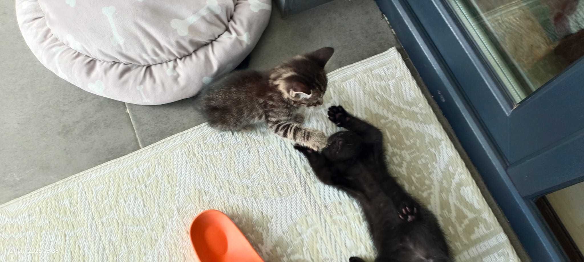 Pisicuţe Gratuite - 5 Puiuţi Adorabili Caută Cămin