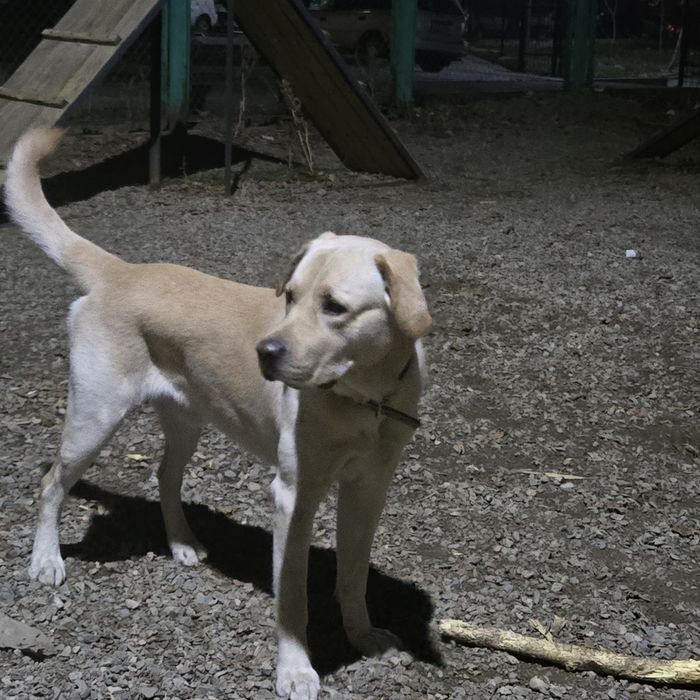 Вязка Лабрадора ритривера