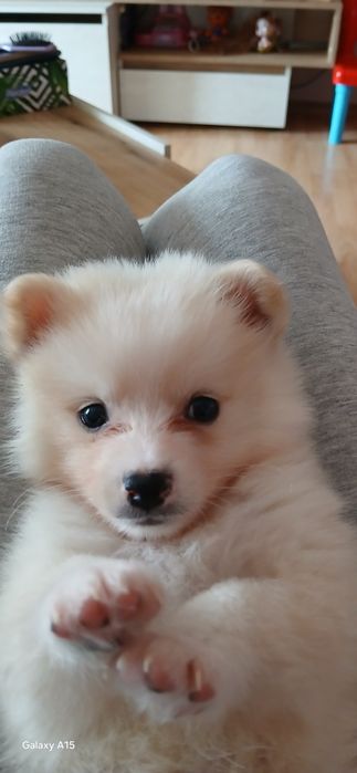 Мини шпиц померан