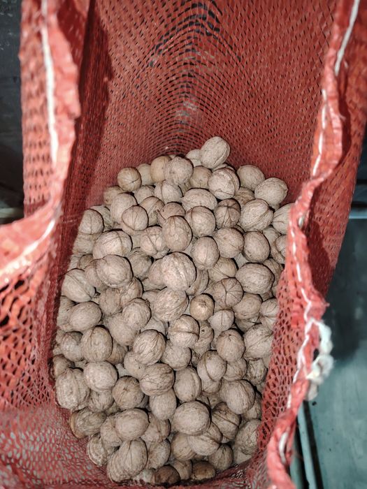 Орехи грецкие свежие