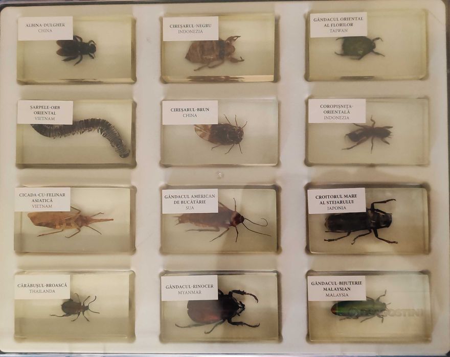 Colecția Insecte reale
