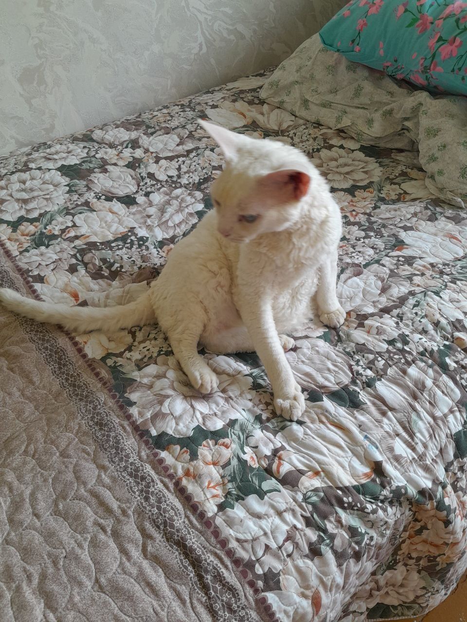 Передержка котиков