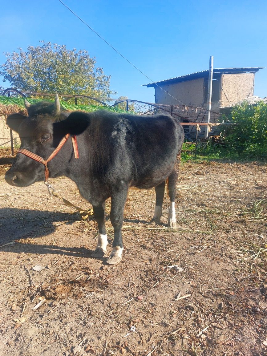 Qora mol sotiladi