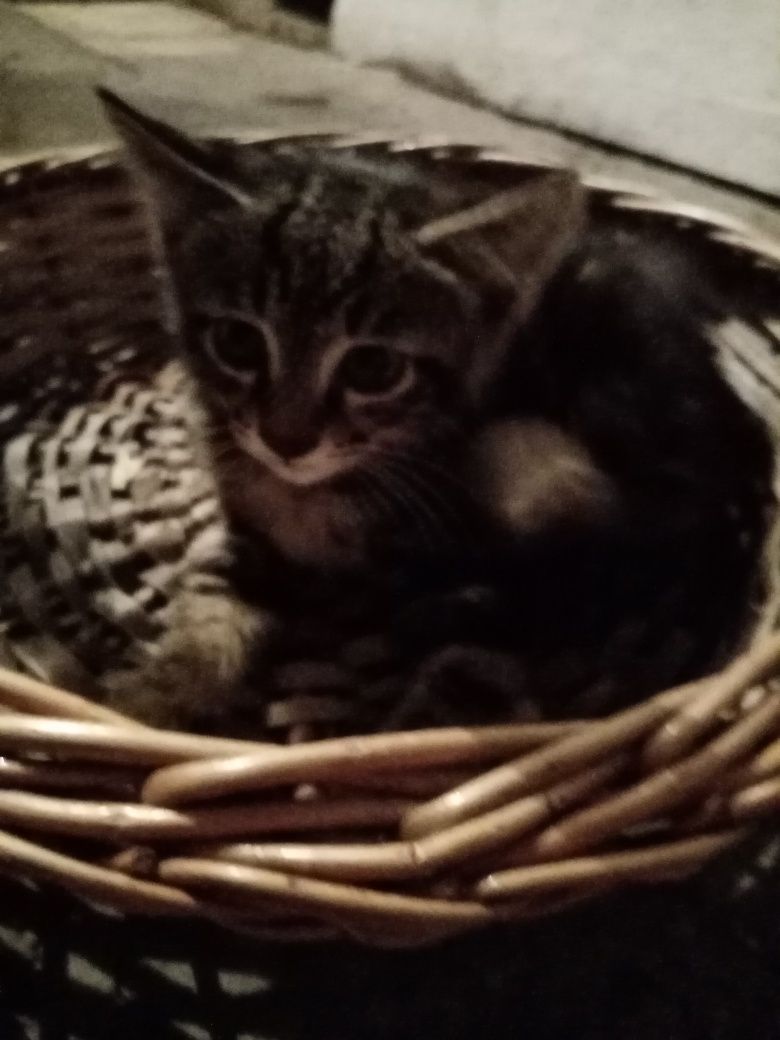 Котята, отдам даром