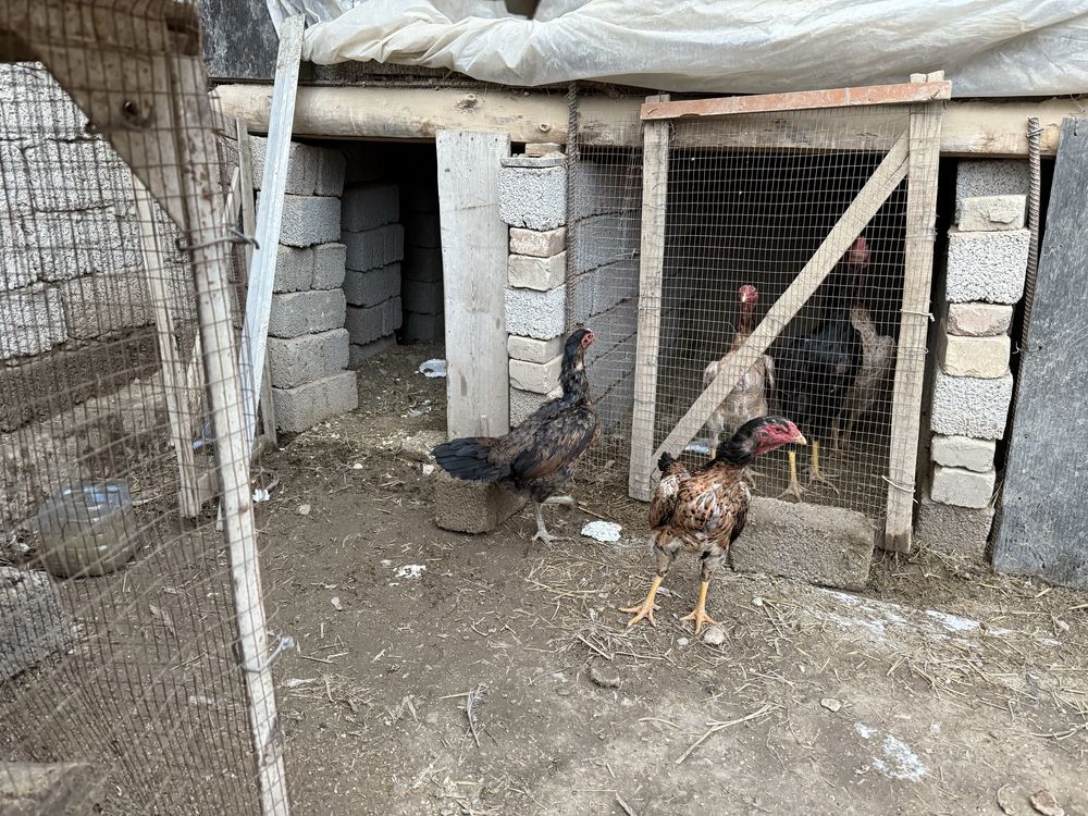 dakan tovula sotiladi boboqi zoti shamo turk giprit narxi oziga qarap