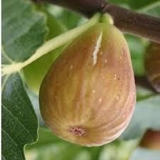 Smochin bifer diferite soiuri ( cu doua recolte pe an ! )