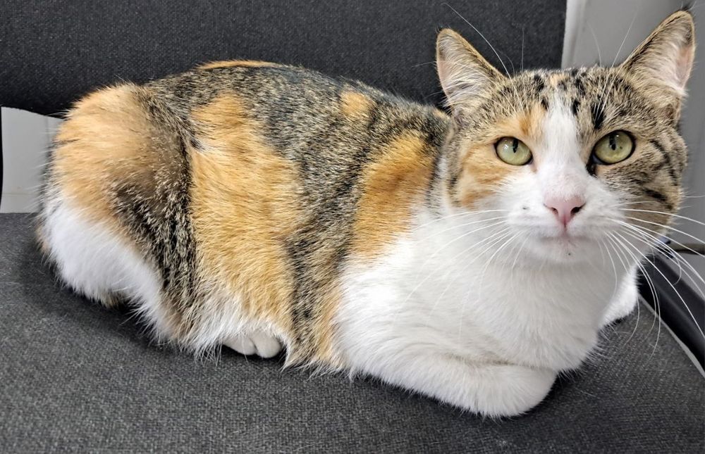 Отдам кошку в добрые руки