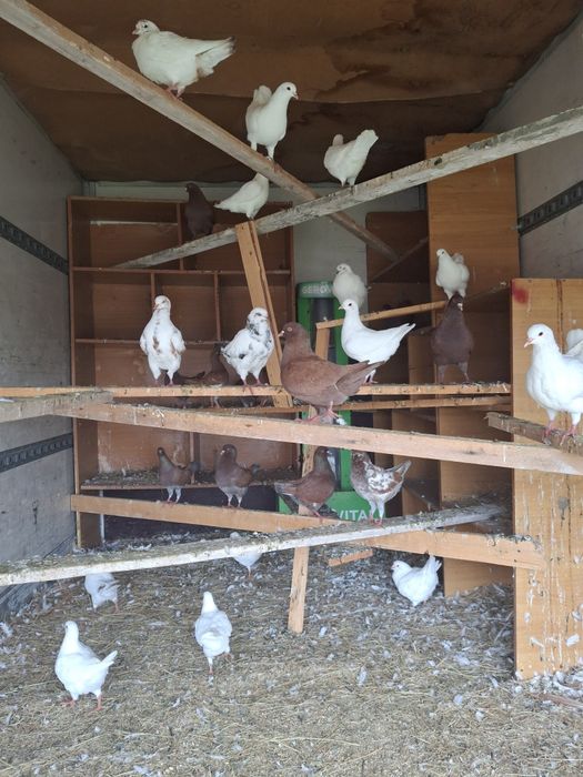 Disponibili porumbei Kingi.