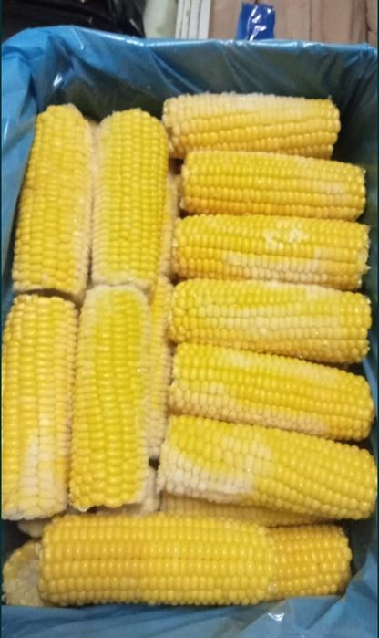 Porumb zaharat congelat pentru fiert calitatea 1