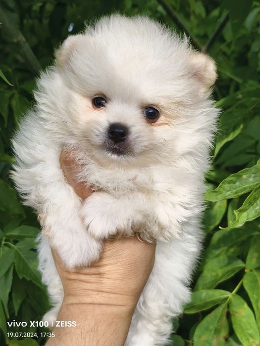 Продам щенков шпица.