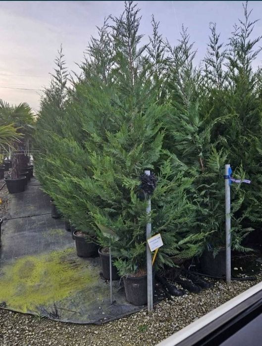 Vând tuia leylandii chiparos la oferta