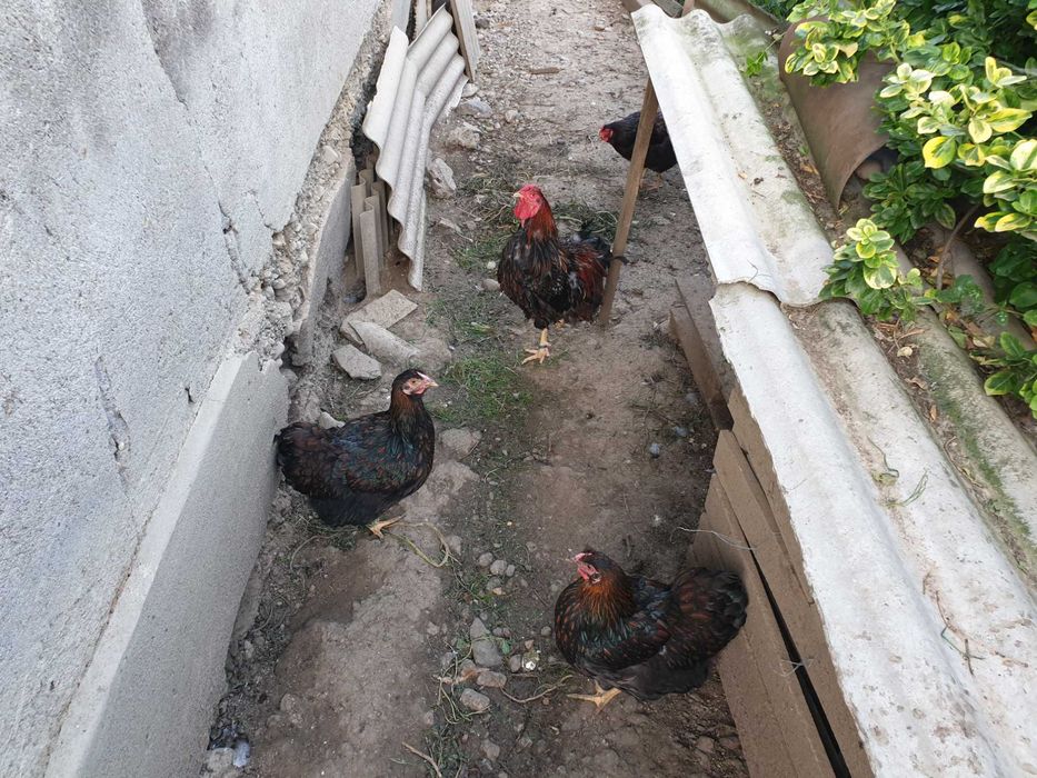 Gaini si cocoși rasă wyandotte rosu negru
