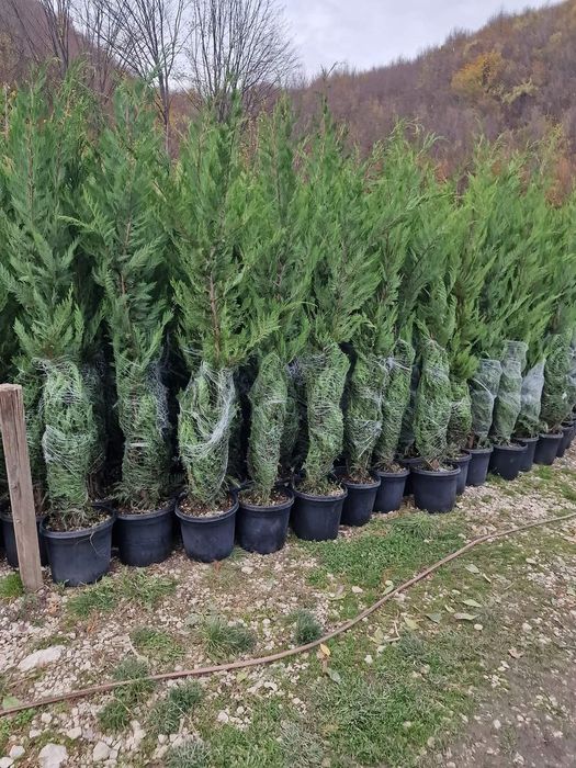 Cupressus leylandii 2.3m - 2.5m, calitate premium la cel mai mic preț!
