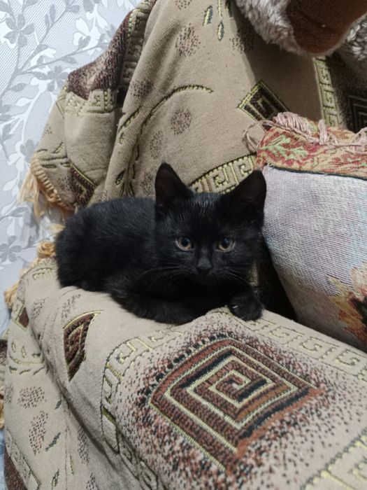 Котенок в добрые руки