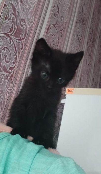 Отдаю бесплатно котенка