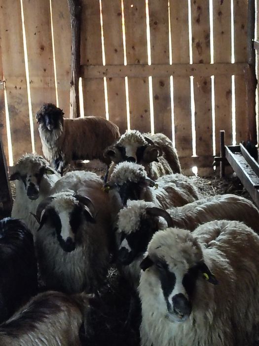 Schimb cu vacă cu lapte