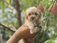 Vanzare Maltipoo femela