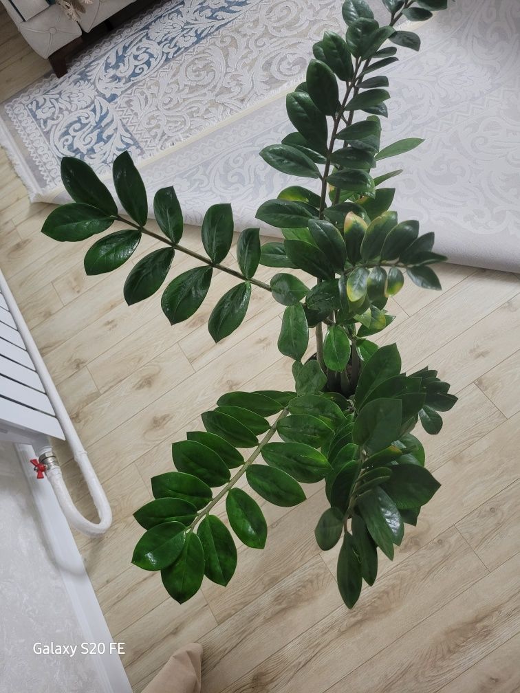 Замиокулькас долларовое дерево